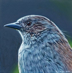 Dunnock