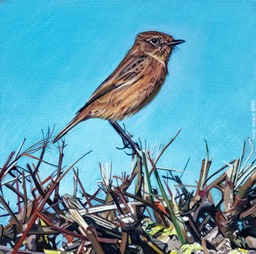 Female stonechat
