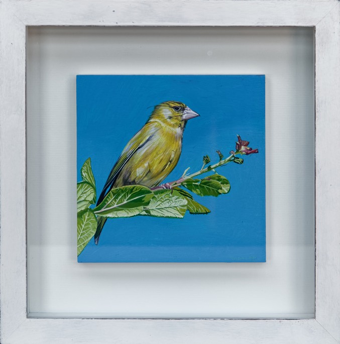 Greenfinch framed