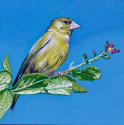 Greenfinch
