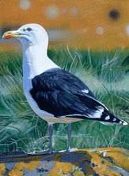 Herring gull