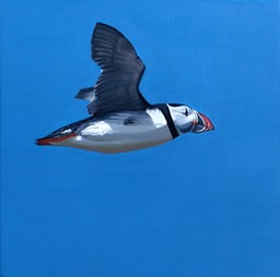 Puffin in flight #2 SOLD