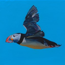 Puffin in flight SOLD