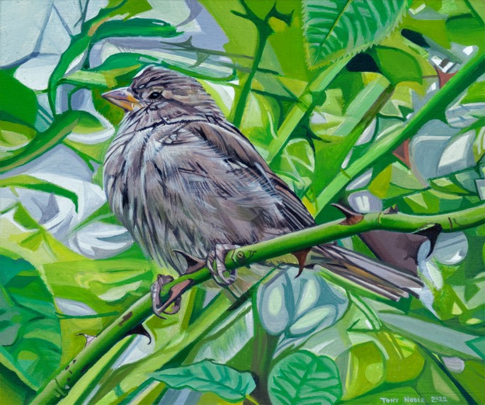 Sparrow in the hedge