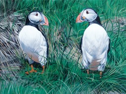 Two puffins in the long grass SOLD