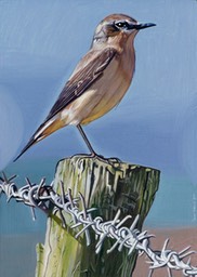 Wheatear