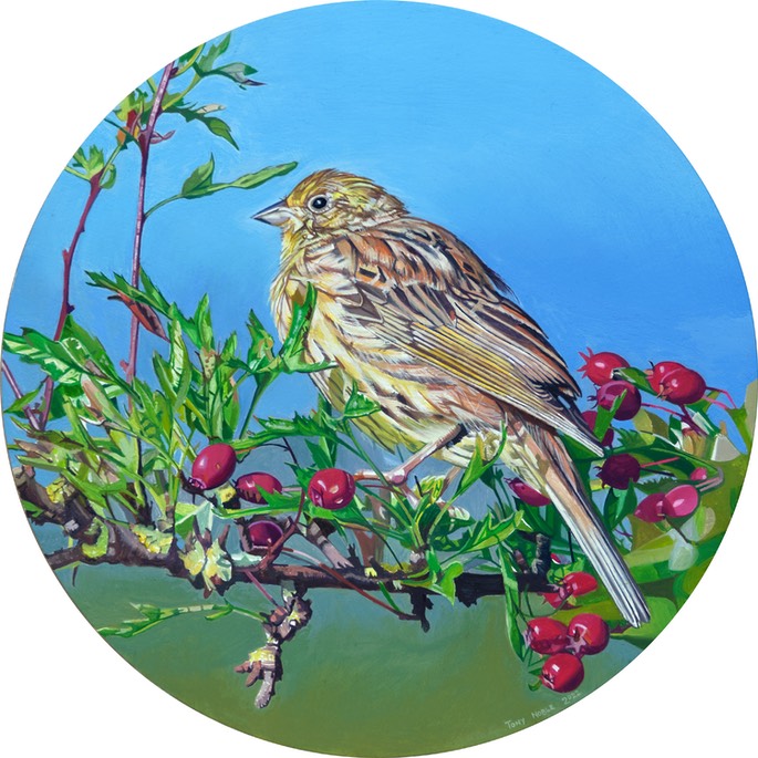 Yellowhammer with hawthorn berries