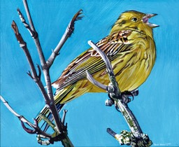 Yellowhammer