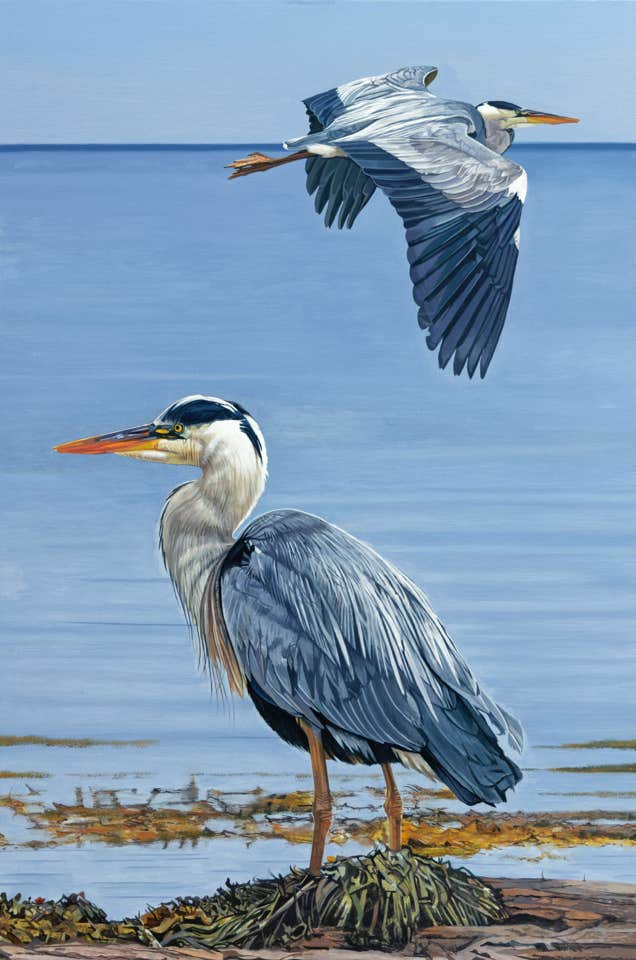 Grey Heron