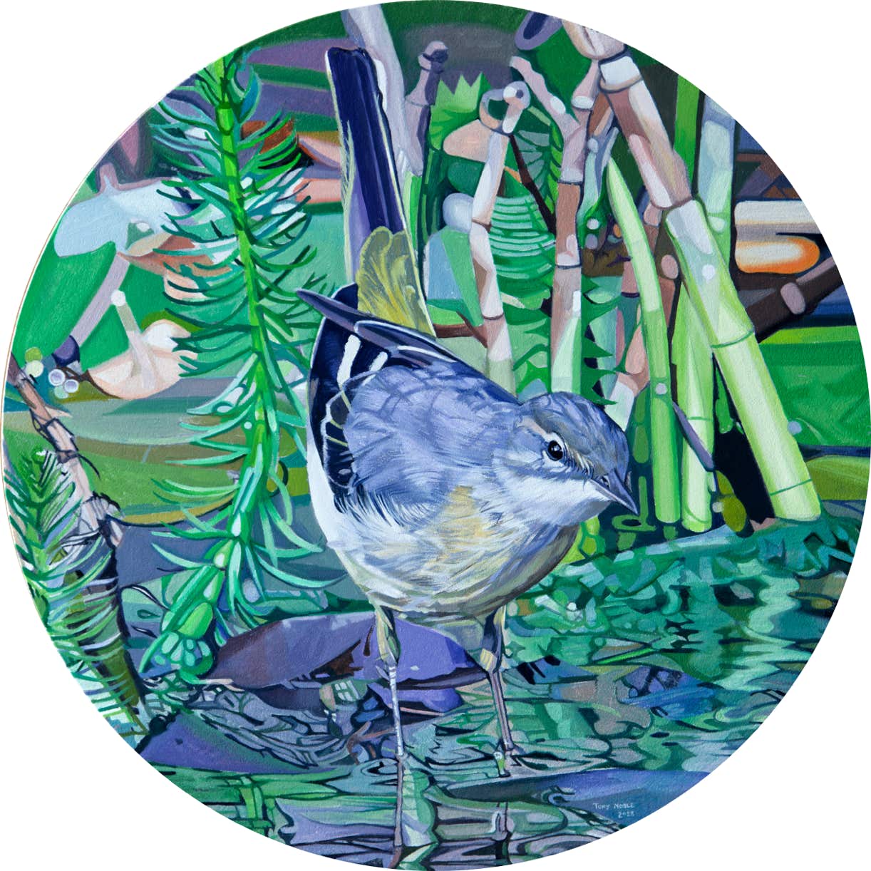 If you build it they will come, Grey wagtail in the pond. #1