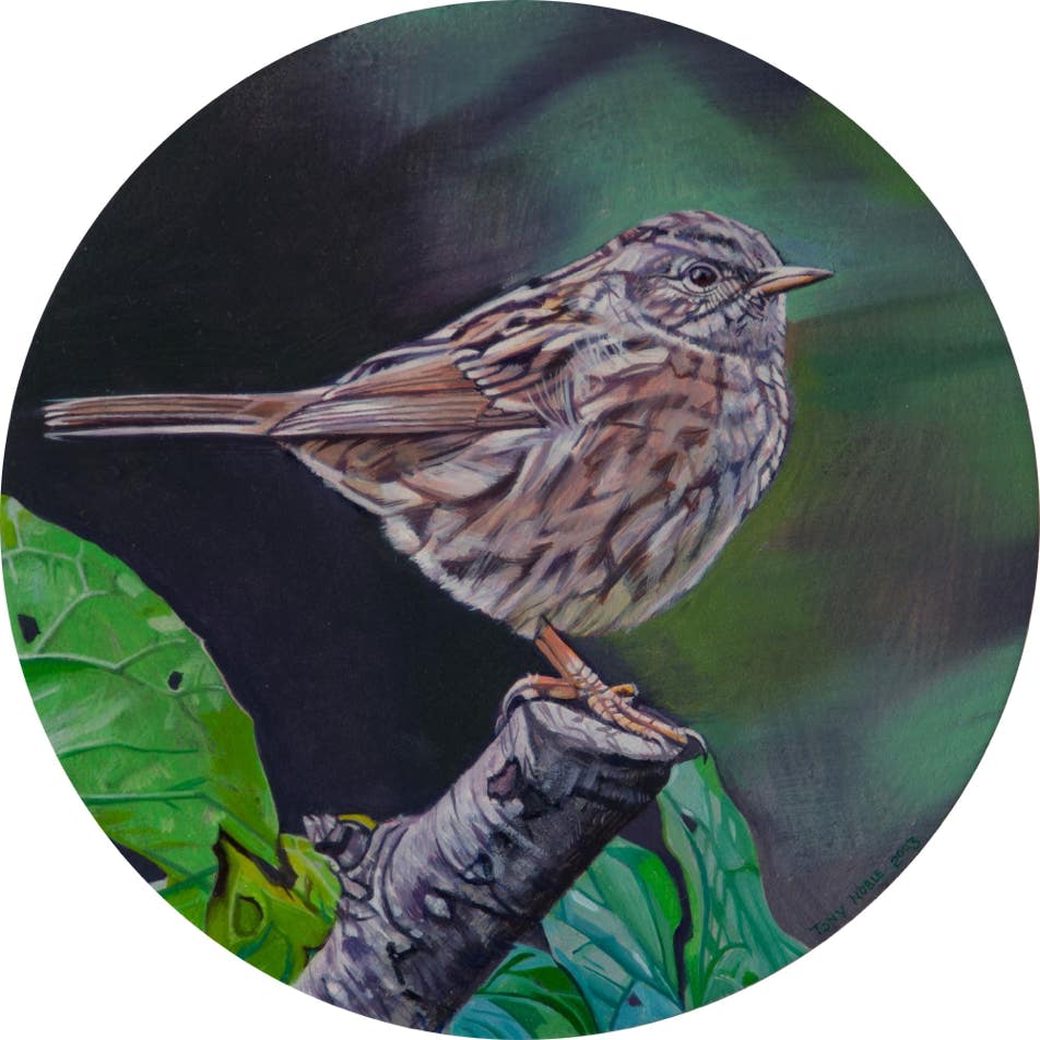 Dunnock #2