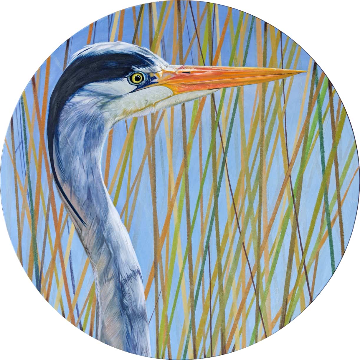 Grey Heron in reeds