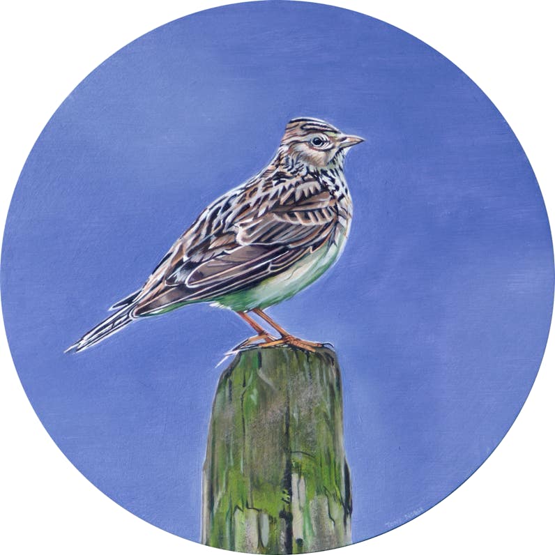 Skylark